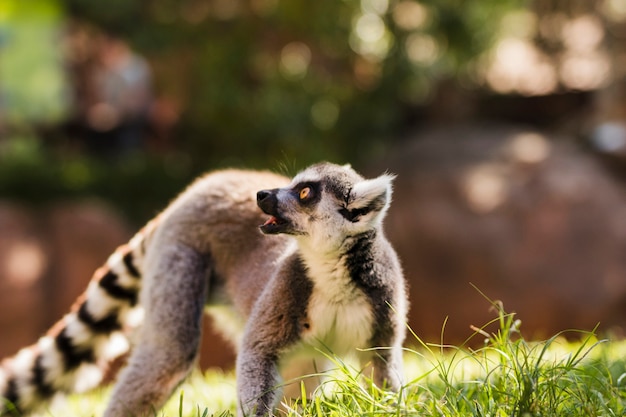 Lemur – Free Stock Photo for Download
