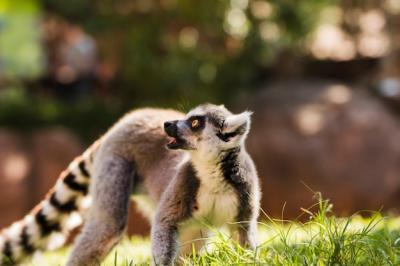 Lemur – Free Stock Photo for Download