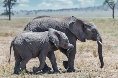 Cute Elephant and Baby Walking on Dry Grass in the Wilderness – Free Download