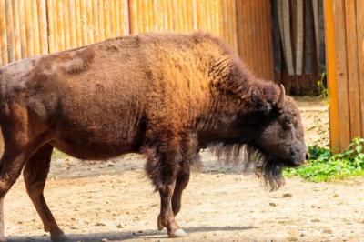 European Bison (Bison bonasus) in Farmyard Paddock – Free Stock Photo, Download for Free