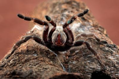 Big Scary Spider Ready to Attack – Free Download, Download for Free