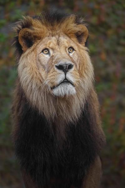 North African Lion – Free Download, Download Free Stock Photo