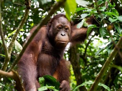 Orangutan Close-Up in a Borneo Rainforest Tree – Free to Download