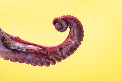 Octopus Food Claw: Delicious Seafood Meal for Your Table – Free Stock Photo Download