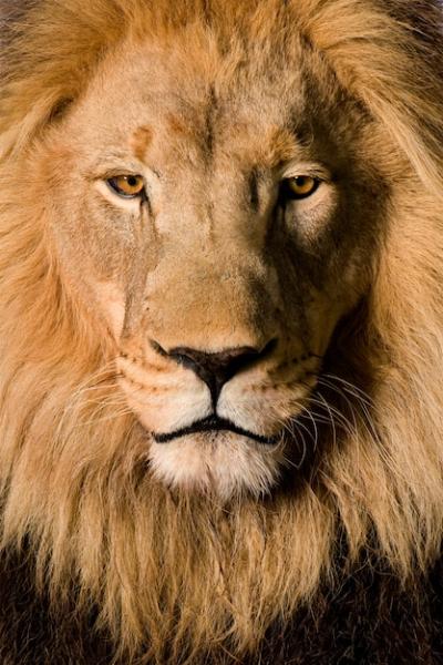 Lion, Panthera leo on a White Background – Free Stock Photo for Download