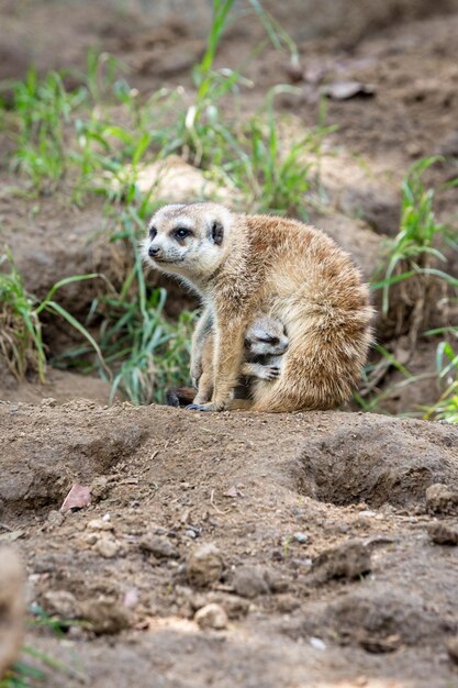 Portrait of Meerkat Female Hiding Her Baby Against a Blurred Background – Free Stock Photo Download