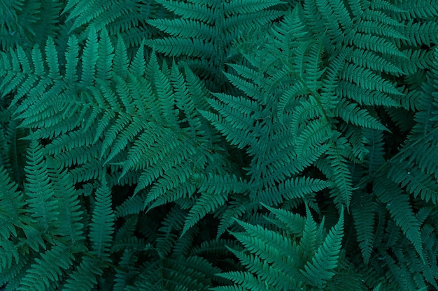 Green Fern Leaves – Stunning Natural Background Wallpaper for Free Download