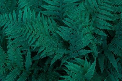 Green Fern Leaves – Stunning Natural Background Wallpaper for Free Download