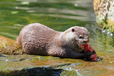Otter Enjoying Prey by the River – Free Stock Photo for Download