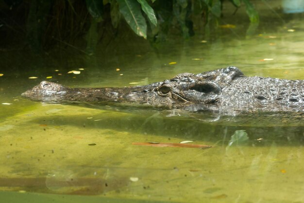 Crocodile in Water – Free Stock Photo for Download