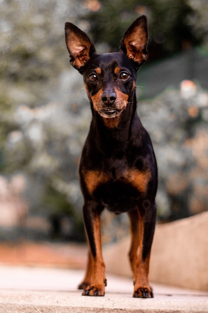 Vertical Shot of a Prague Ratter Dog – Free Download