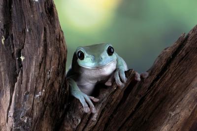 Australian White Tree Frog on Leaves – Free Download