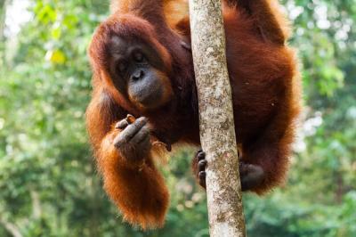 Monkey on a Tree – Free Stock Photo for Download