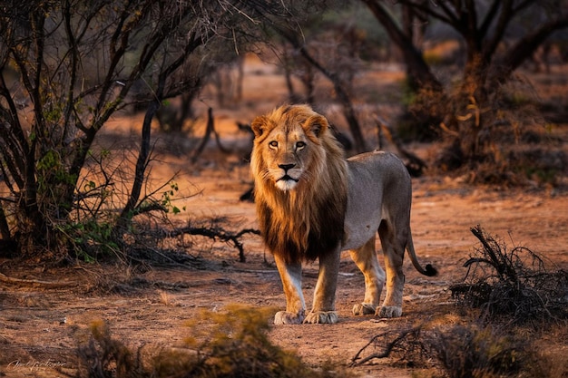 Majestic Lion Celebrations for World Lion Day 2024 – Free Download