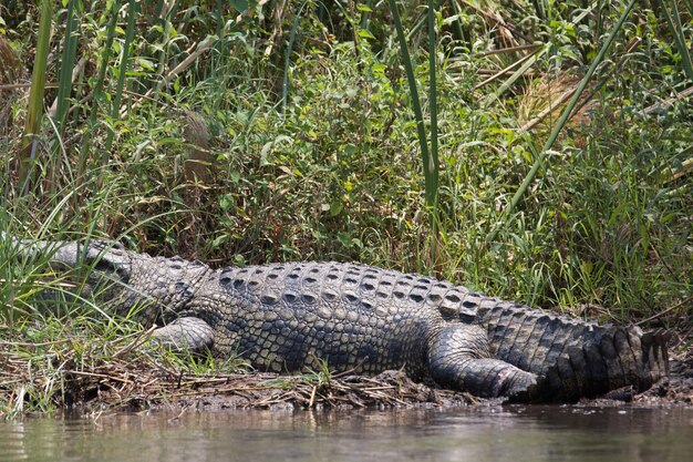Reptile Swimming in the Sea – Free Stock Photo, Download Free