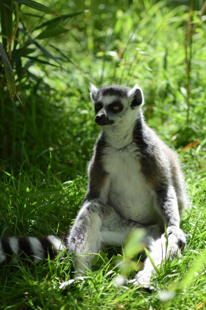 Close-up of Lemur – Free Download