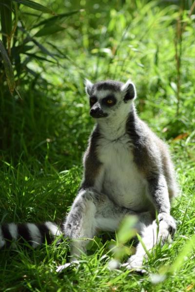 Close-up of Lemur – Free Download