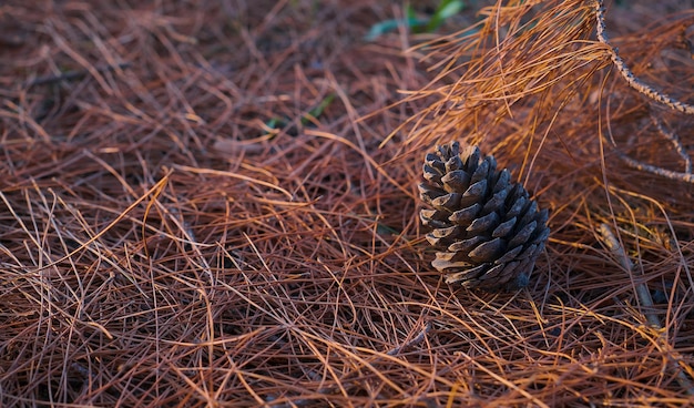 Selective Focus on a Pine Cone Surrounded by Dry Pine Needles – Drought and Fire Danger in Forests, Free Download