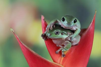 Australian White Tree Frog on Branch and Leaves – Free Stock Photo, Download Free Stock Photo