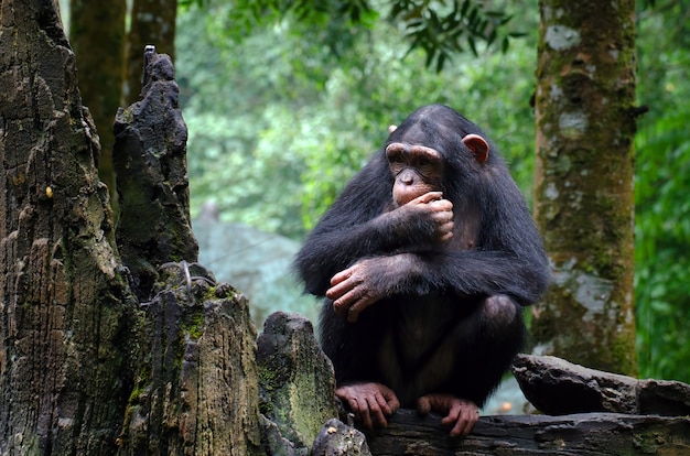 Young Chimpanzee Sitting on a Rock – Free Stock Photos for Download