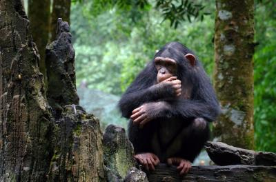 Young Chimpanzee Sitting on a Rock – Free Stock Photos for Download