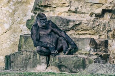 Elephant Sitting on Rock at Zoo – Free Download