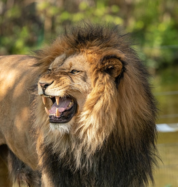 Stunning Wild Animal Stock Photos – Free Download