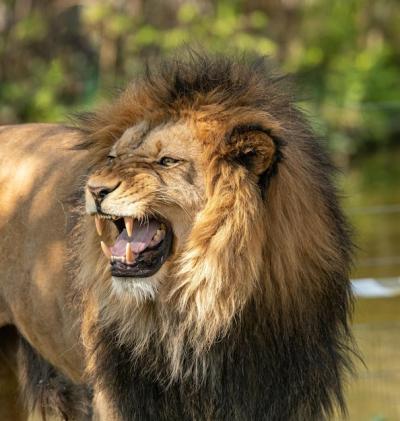 Stunning Wild Animal Stock Photos – Free Download