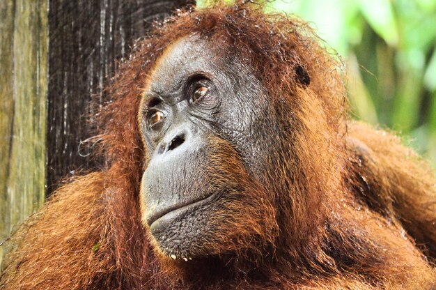 Close-up of a Monkey – Free Stock Photo, Download for Free