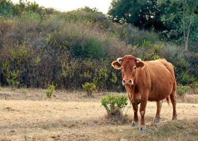 Stunning Brown Cow in the Field – Free Download