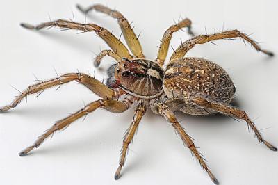 Close-up Digital Artwork of a Full Body Brown Spider – Free Download