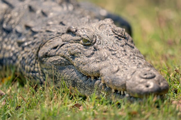 Close-up of Crocodile in its Natural Habitat – Free Download
