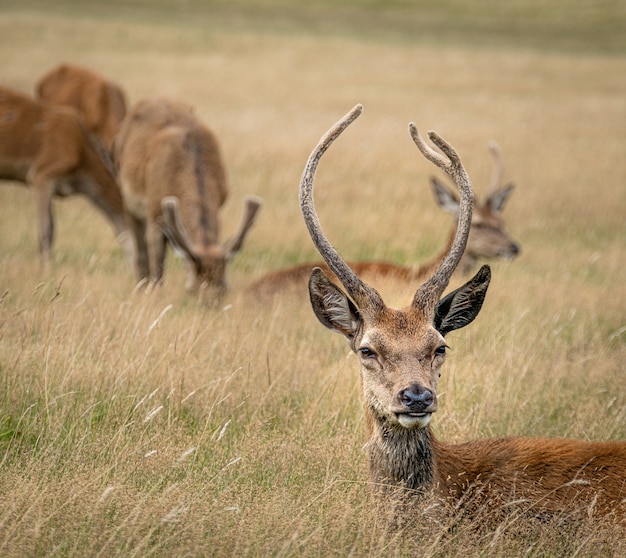 Male Elk Surrounded by Others in Field – Free Stock Photo, Download for Free