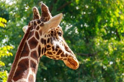 Closeup Portrait of a Giraffe Against Green Foliage Background – Free Download