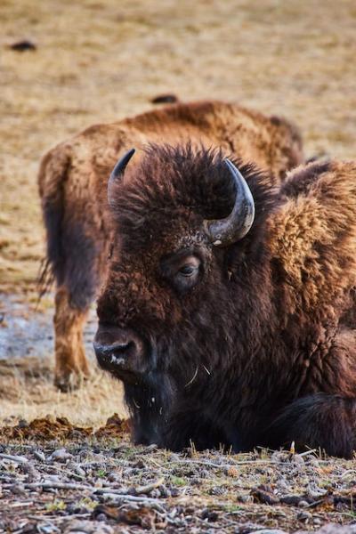 Bison Resting in Grassy Fields – Free to Download