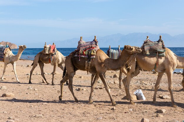 Dromedar Camel in Hot Desert Sands of Egypt, Sinai – Free Stock Photo for Download