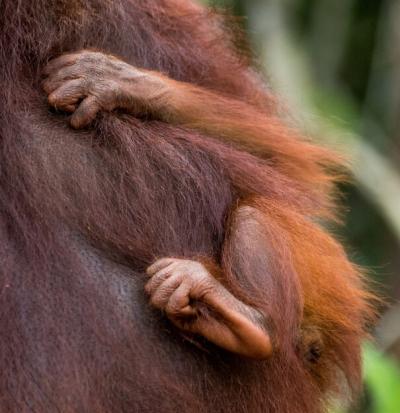 Close-Up Detail of a Hand of an Orangutan in Kalimantan, Indonesia – Free Stock Photo for Download
