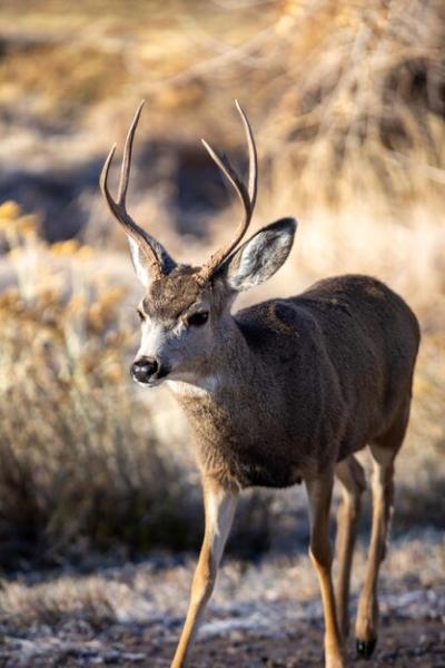 Close-up of Deer – Free Download, Free Stock Photo