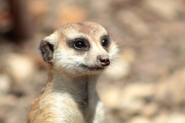 Meerkat Looking – Free Stock Photo for Download