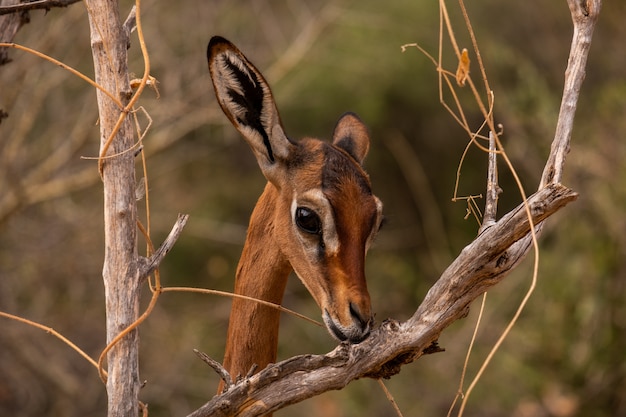 Roe Deer Among Tree Branches in Samburu, Kenya – Free Download