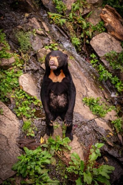 Malayan Bear in Natural Habitat – Rare Helarctos Malayanus Available for Free Download