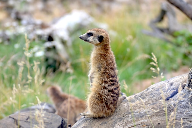 Close-up of Meerkat on a Rock – Free Stock Photo, Download for Free