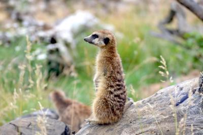 Close-up of Meerkat on a Rock – Free Stock Photo, Download for Free