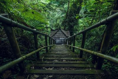 Overgrown Green Staircase in the Forest – Free Download