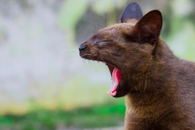 Close-Up of Cat Yawning – Free Download