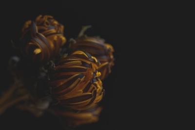 Beautiful Blown Dandelion Extreme Closeup – Free Stock Photo for Download