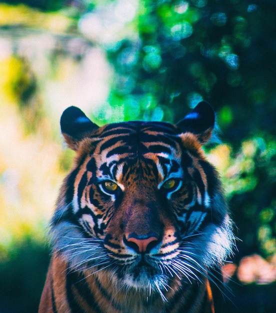 Close-up Portrait of a Tiger – Free Stock Photo, Download Free