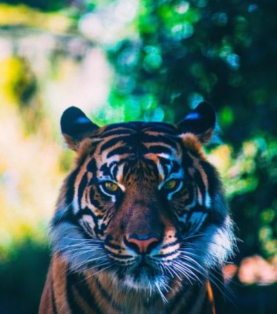 Close-up Portrait of a Tiger – Free Stock Photo, Download Free