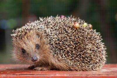 Cute Young Hedgehog Photo – Free Download