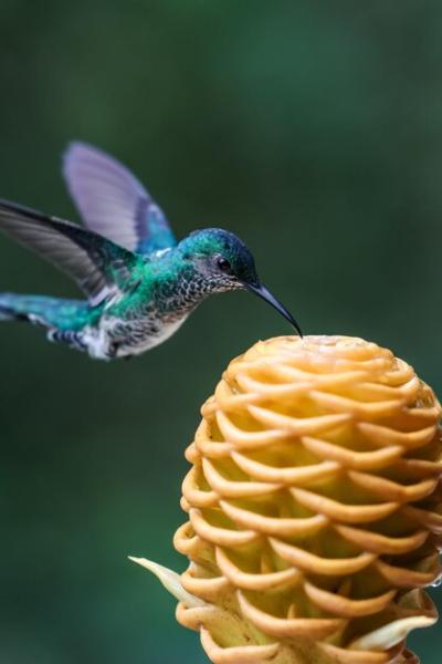 Closeup of Whitenecked Hummingbird Feeding on Ginger Flower in Mindo Forest – Free Download